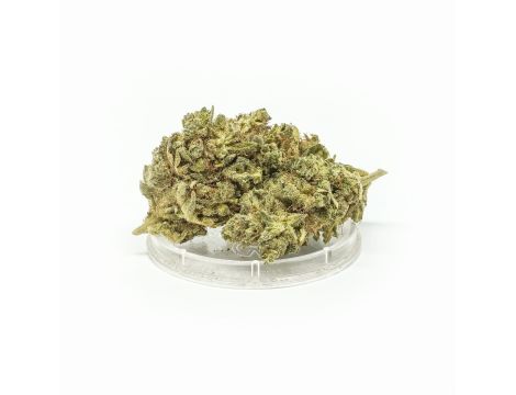 Sativa Poland Susz CBD Tangerine Dream - 2